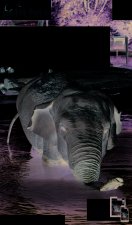 guide des parcs animaliers 2018 petit fute +  offre num