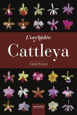 L'orchidée Cattleya