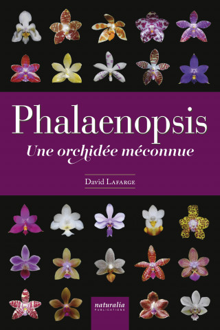 Phalaenopsis - Une orchidée méconnue