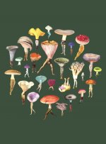 Art of Nature: Fungi Softcover Notebook: (Gifts for Mushroom Enthusiasts and Nature Lovers, Nature Journal, Nature Notebook, Journals for Hikers)