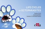 ECTOPARASITES IN SMALL ANIMALS LIFE CYCL