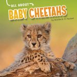 All about Baby Cheetahs