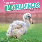 All about Baby Flamingos