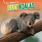 All about Baby Koalas