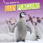 All about Baby Penguins
