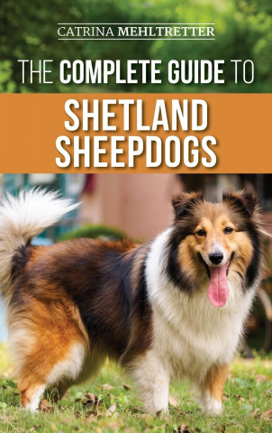 Complete Guide to Shetland Sheepdogs