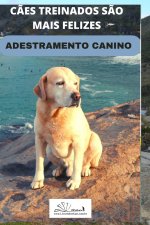 Adestramento Canino