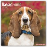 Basset Hound 2022 Wall Calendar
