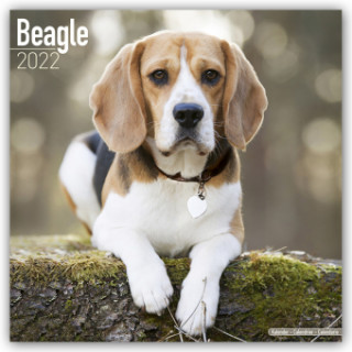Beagle 2022 Wall Calendar