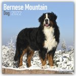 Bernese Mountain Dog 2022 Wall Calendar