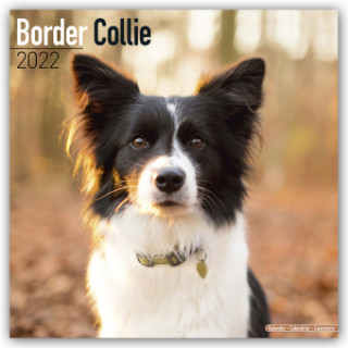 Border Collie 2022 Wall Calendar