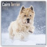 Cairn Terrier 2022 Wall Calendar