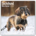 Wirehaired Dachshund 2022 Wall Calendar