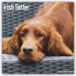 Irish Setter 2022 Wall Calendar