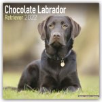 Chocolate Labrador Retriever 2022 Wall Calendar