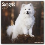 Samoyed 2022 Wall Calendar