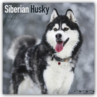 Siberian Husky 2022 Wall Calendar