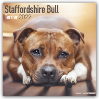 Staffordshire Bull Terrier 2022 Wall Calendar