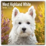 West Highland White Terrier 2022 Wall Calendar