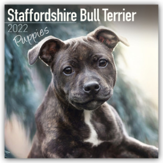 Staffordshire Bull Terrier Puppies 2022 Wall Calendar