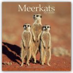 Meerkats 2022 Wall Calendar