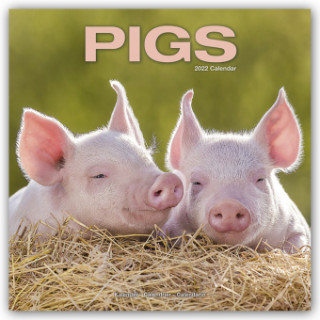 Pigs 2022 Wall Calendar
