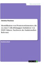 Identifikation von Promotorelementen, die zu einer CAR-abhängigen Induktion von INDY führen. Nachweis der funktionellen Relevanz