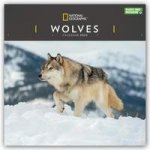 Wolves National Geographic Square Wall Calendar 2022