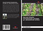 Harvest despite Pseudomonas syringae pv. phaseolicola strains