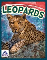 Wild Cats: Leopards