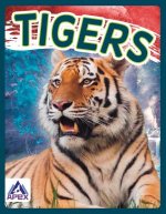 Wild Cats: Tigers