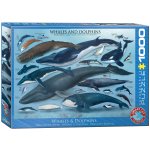 Puzzle 1000 Whales&Dolphins 6000-0082
