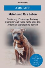 American Staffordshire Terrier