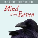 Mind of the Raven Lib/E: Investigations and Adventures with Wolf-Birds