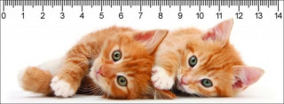 3D pravítko Two Ginger Kittens Deep