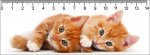 3D pravítko Two Ginger Kittens Deep