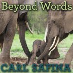 Beyond Words: What Animals Think and Feel