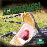 ?Caimanes! de Dientes Grandes. Cazadores Feroces (Alligators! Big Teeth, Fierce Hunters)