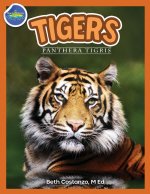 Tigers, Panthera Tigris ages 2-4