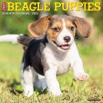 Just Beagle Puppies 2022 Wall Calendar (Dog Breed)