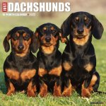 Just Dachshunds 2022 Wall Calendar (Dog Breed)
