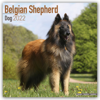 Belgian Shepherd Dog 2022 Wall Calendar