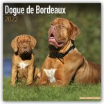 Dogue De Bordeaux 2022 Wall Calendar