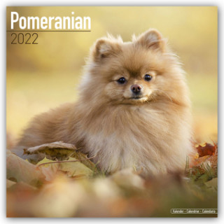 Pomeranian 2022 Wall Calendar
