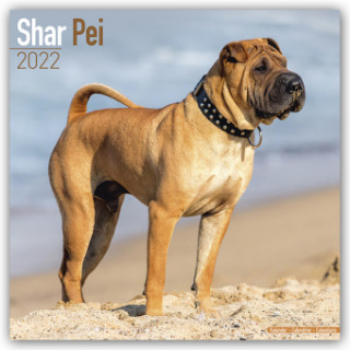 Shar Pei 2022 Wall Calendar