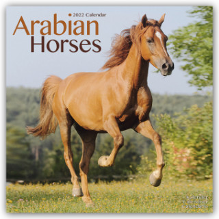 Arabian Horses 2022 Wall Calendar