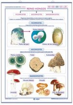 LAMINA REINO VEGETAL/HONGOS D/C (70X100)