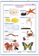 LAMINA INVERTEBRADOS/VERTEBRADOS D/C (70X100)