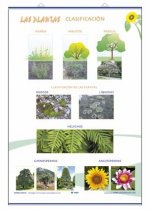 LAMINA CRECIMIENTO PLANTAS/CLASIFICACION D/C (70X100)