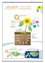 LAMINA PARTES PLANTAS/NUTRI/FOTOSIN/RESPIR. D/C (70X100